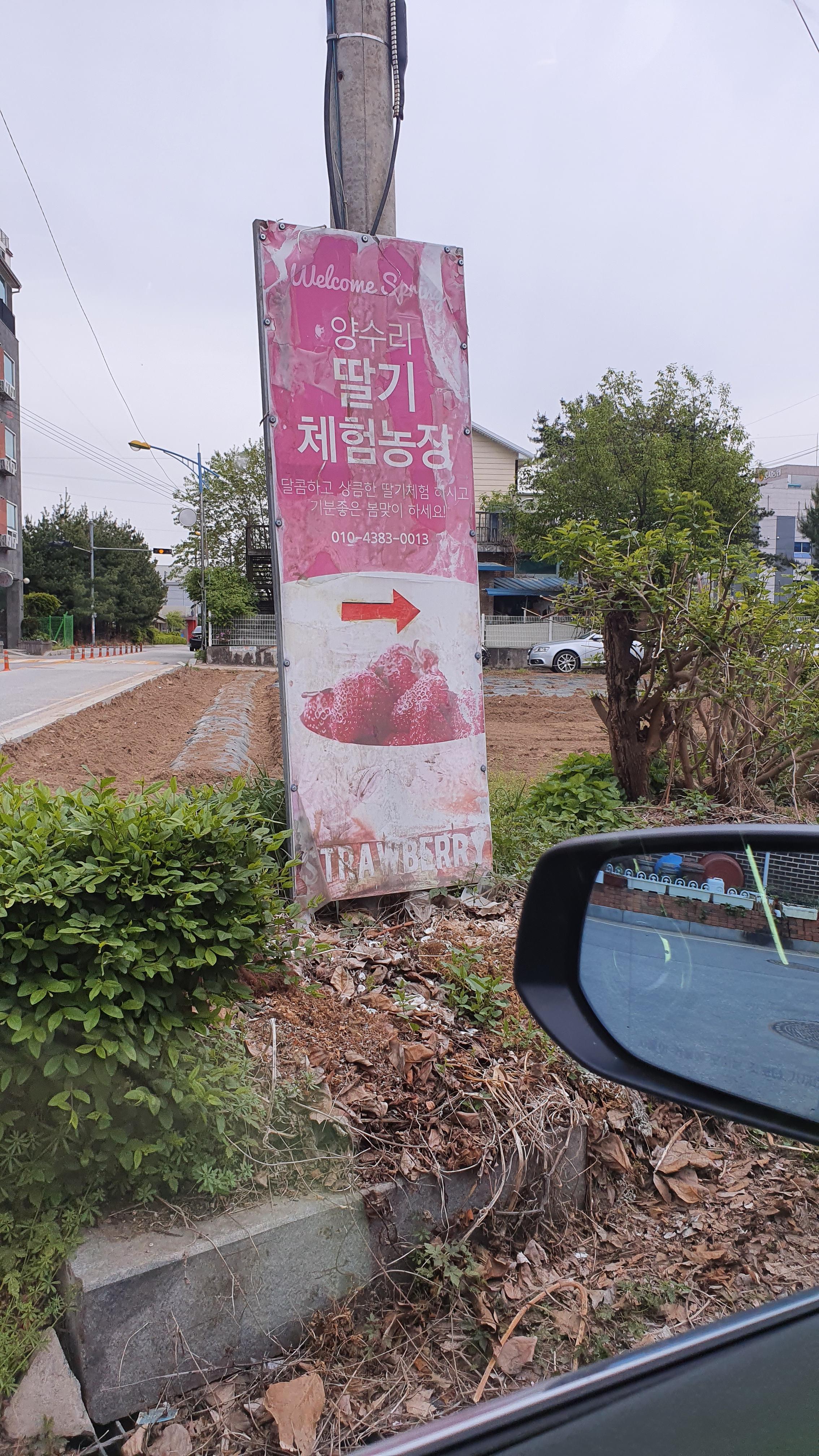  양수리 딸기 체험농장에 다녀왔다 양평 딸기따기 체험,양평여행
