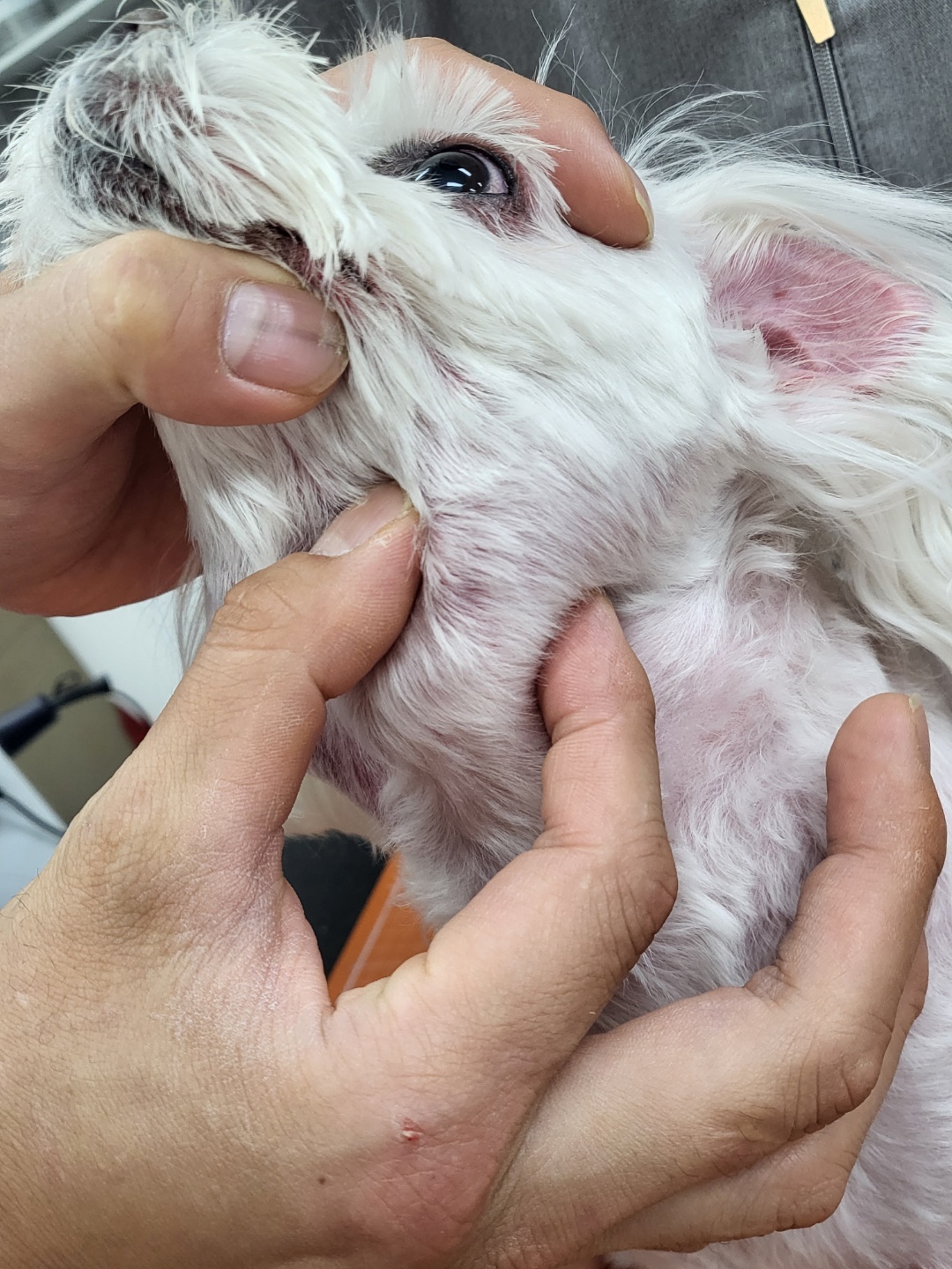 강아지 림프종 림포마 셀타입별 항암치료 방향
