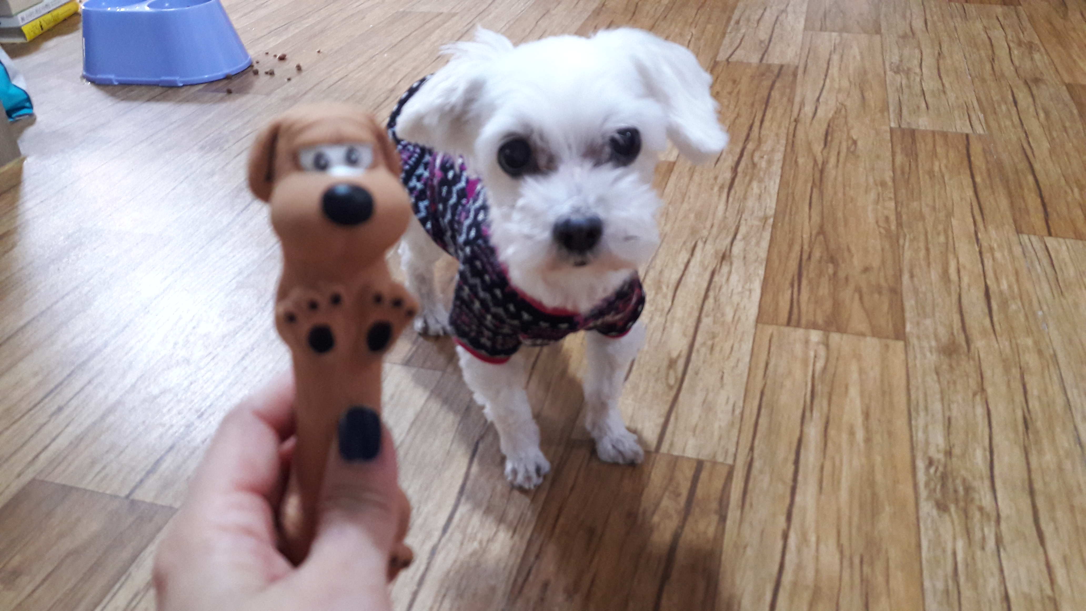  반려견 무지개다리 건너기 전 증상? 경험에 대한 이야기들.