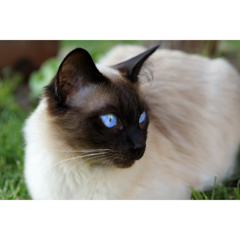 샴고양이(Siamese cats)