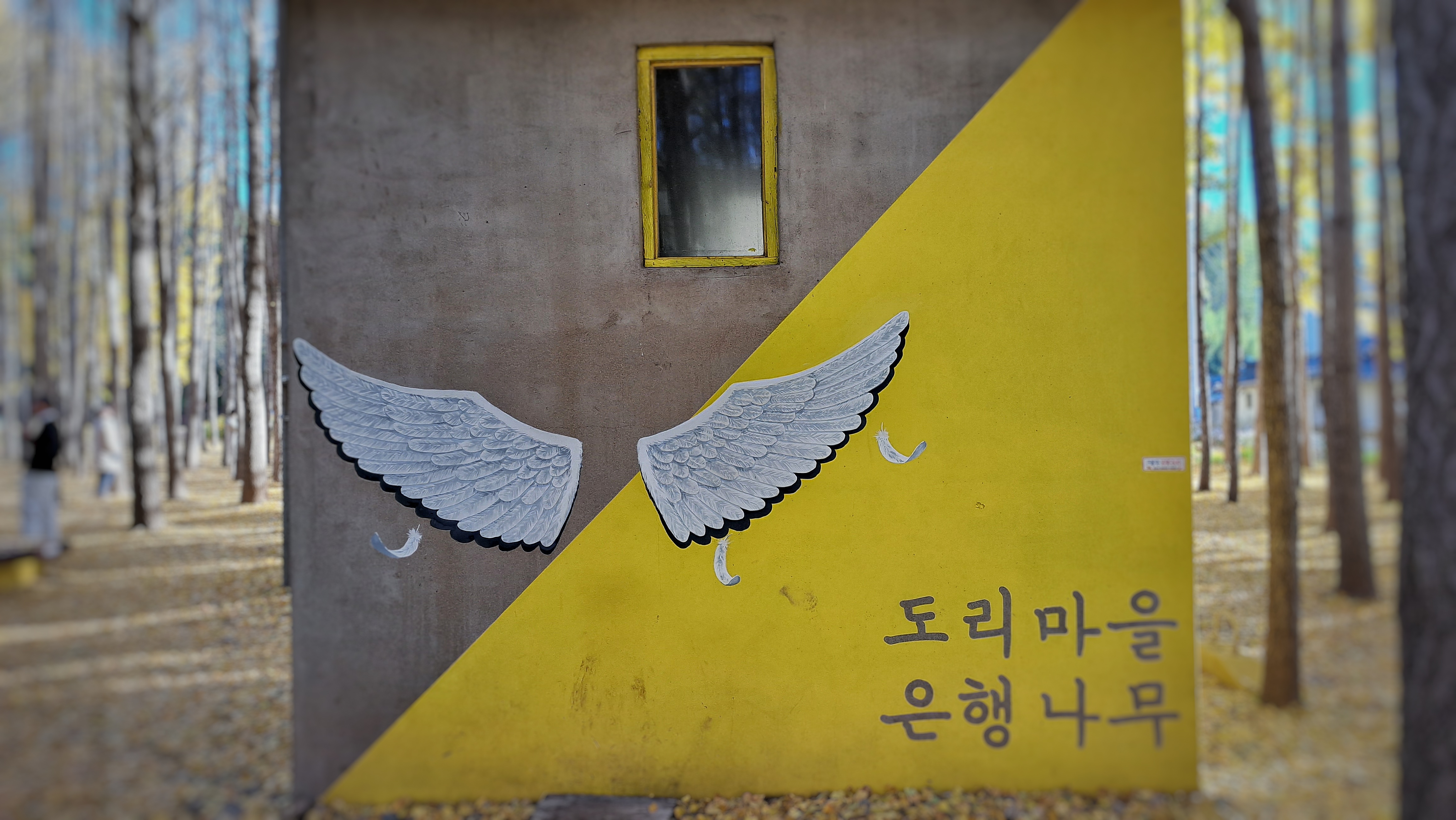  쭉쭉 뻗은 은행나무가 이국적인 경주 도리마을 은행나무