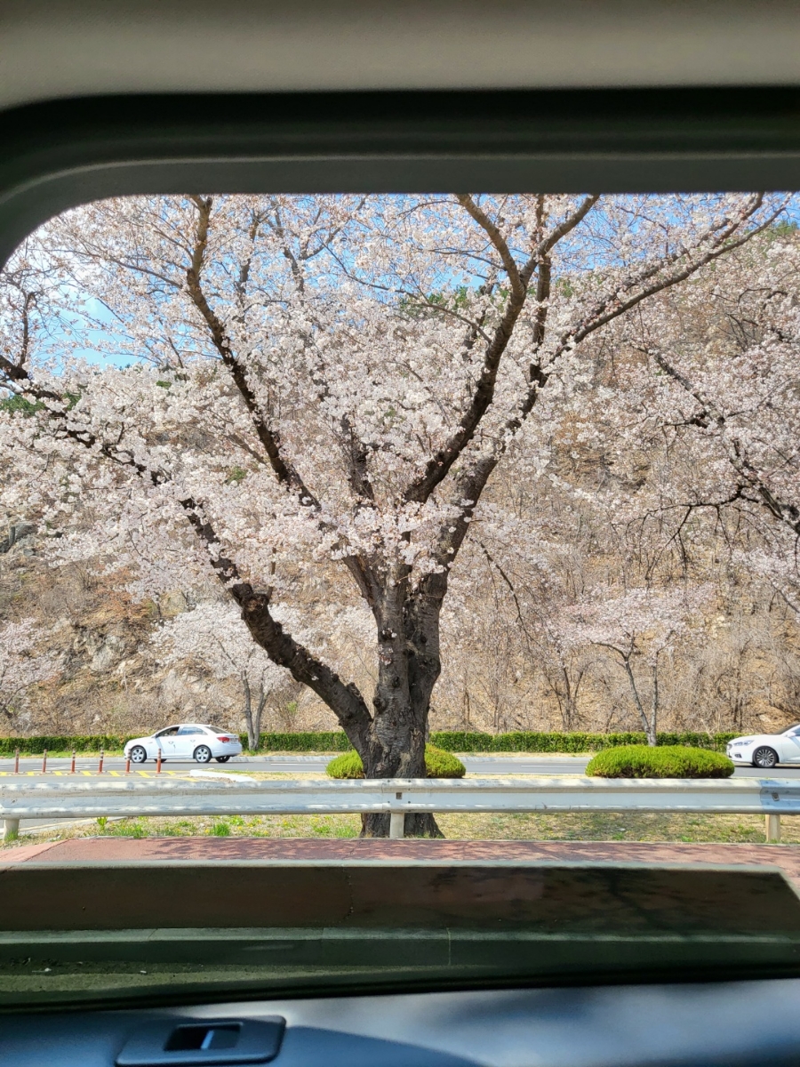 벚꽃 개화시기 만개시기 2023년 한국 봄 여행 명소 축제 총정리