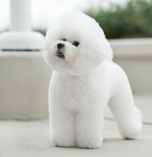  비숑 프리제 (Bichon Frise)종류와 역사