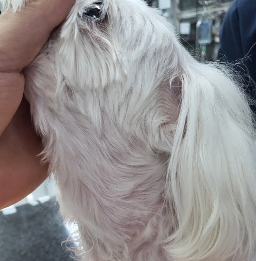  강아지 림프암 첫번째 항암치료 후 일주일