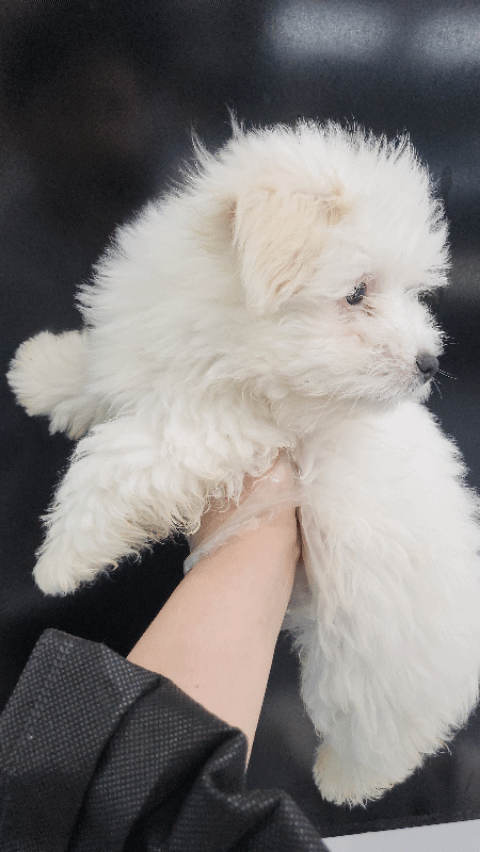  꼬똥드툴레아분양 포토샵없는 실사진으로 확인하세요