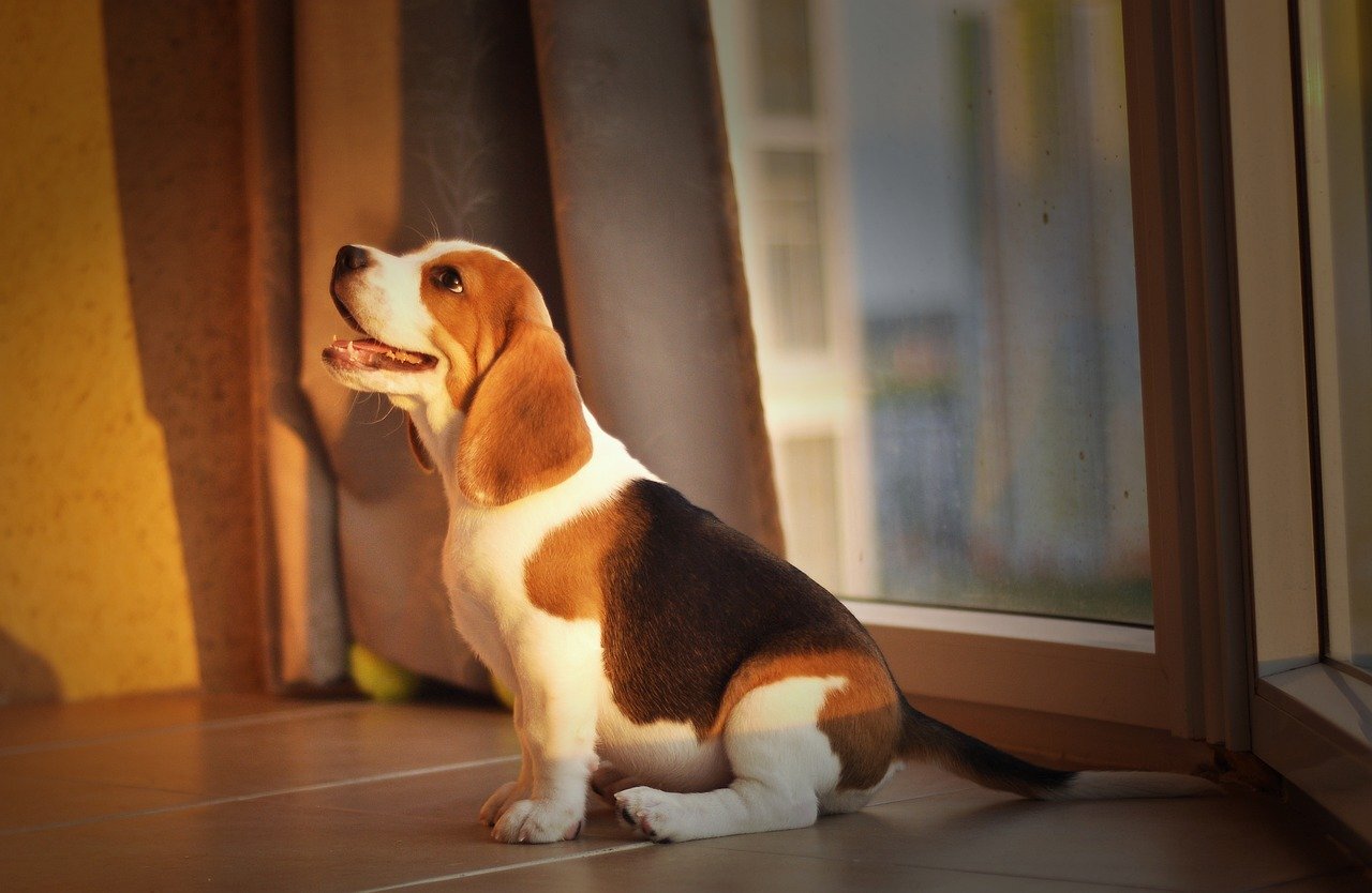 비글(Beagle) 종류와 역사