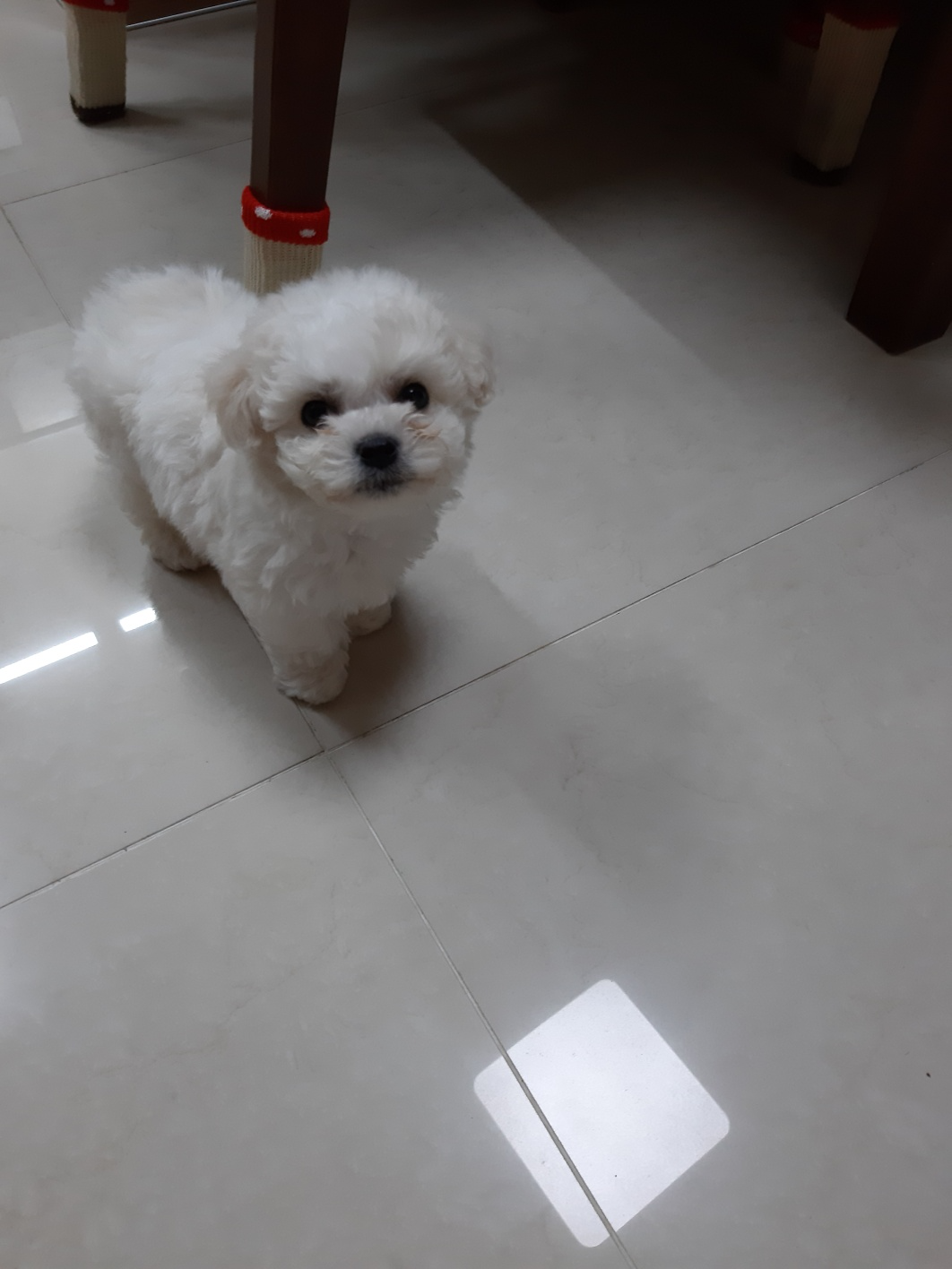  꼬물이가 집에 들어왔다
