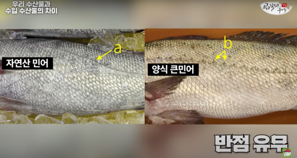  민어
