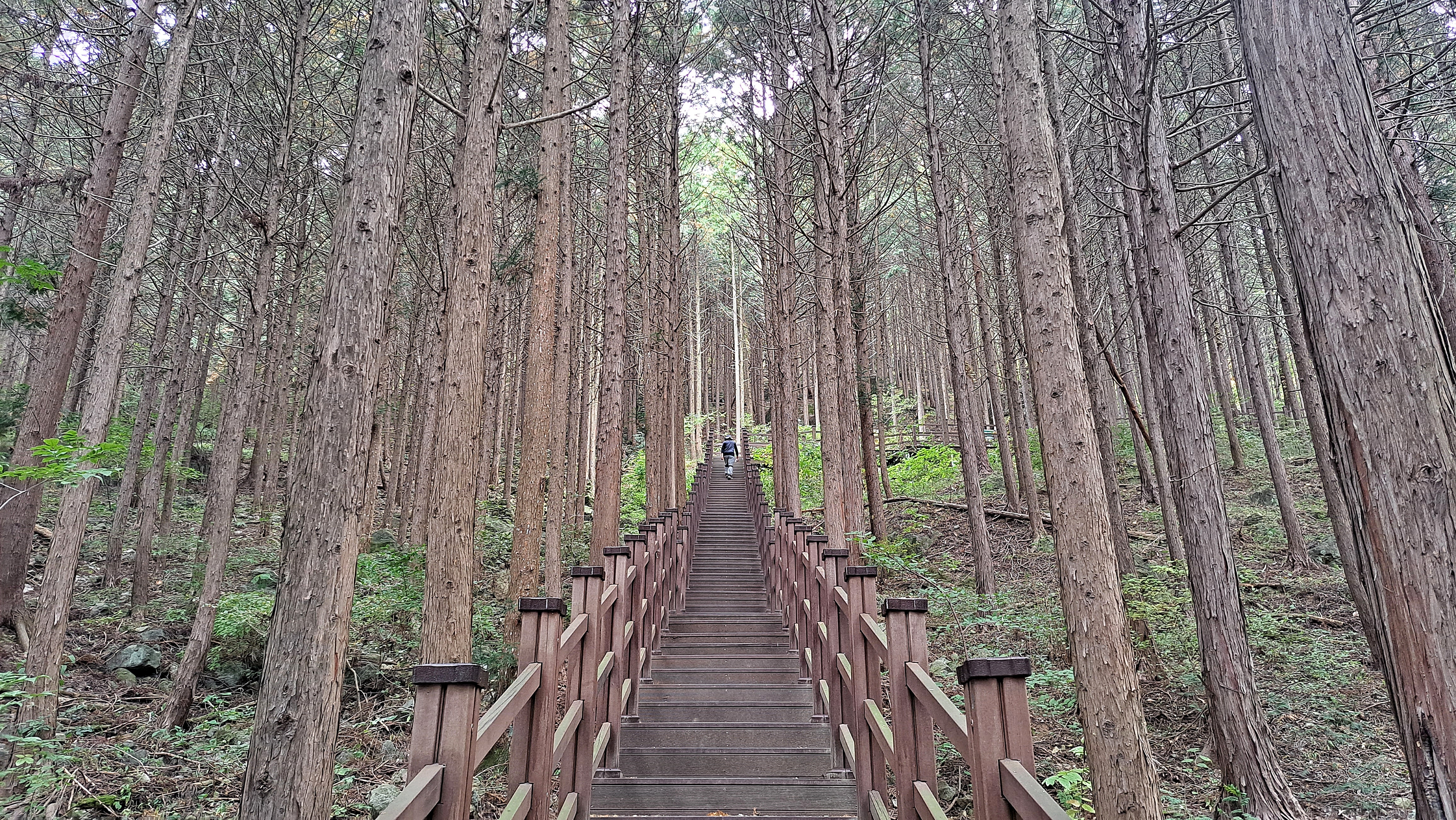 경주 언택트 여행지로 유명한 건천 편백나무숲