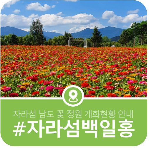  자라섬남도