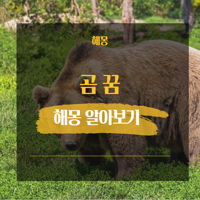  곰 꿈해몽 해석 모음 21가지 [ 도망 습격 새끼 재주 공격 등 ]