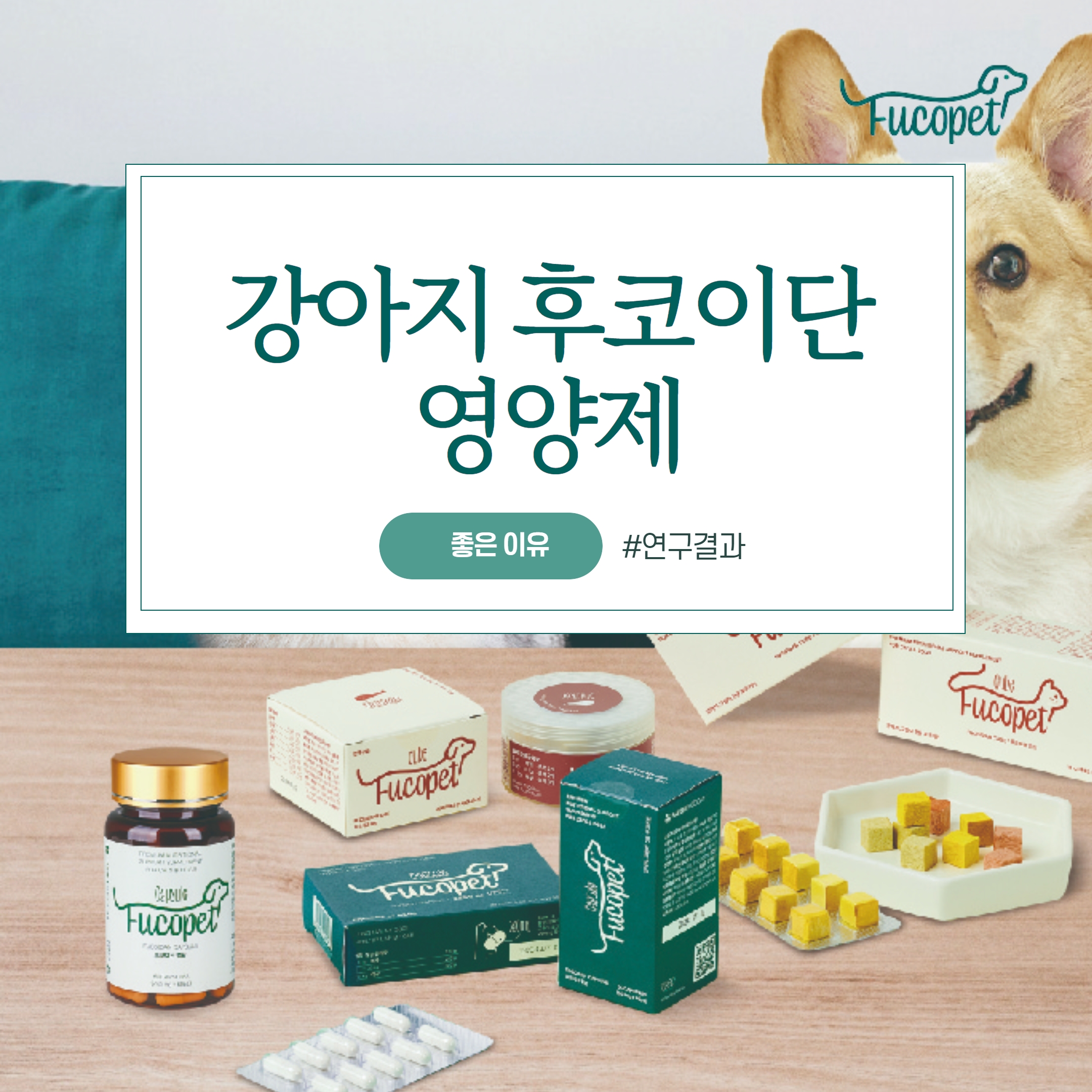  강아지후코이단영양제 좋은 이유 #연구결과
