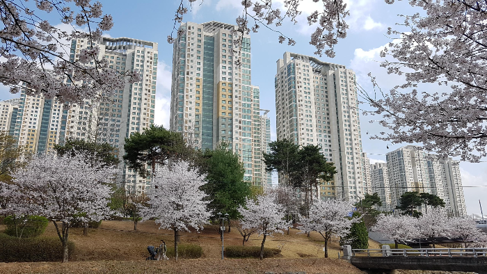  [충남 아산 탕정 벚꽃 둘레길] 따뜻한 봄날 아침 자전거 라이딩길~!