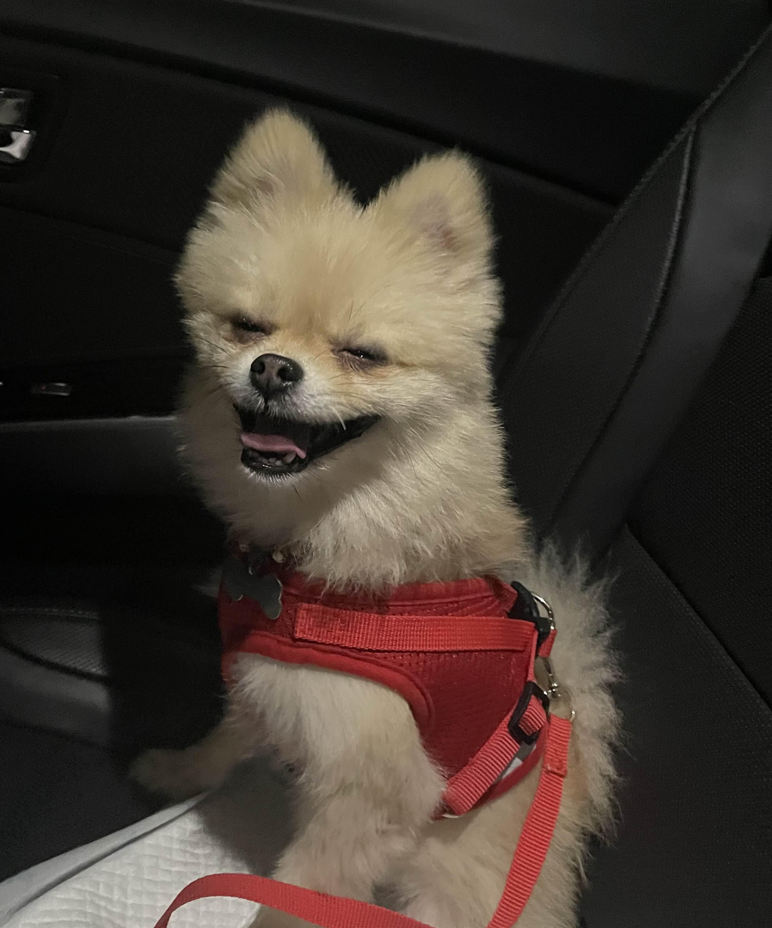  부산 사상 삼락공원 - 데이트코스겸 강아지 산책시키기 좋은 곳
