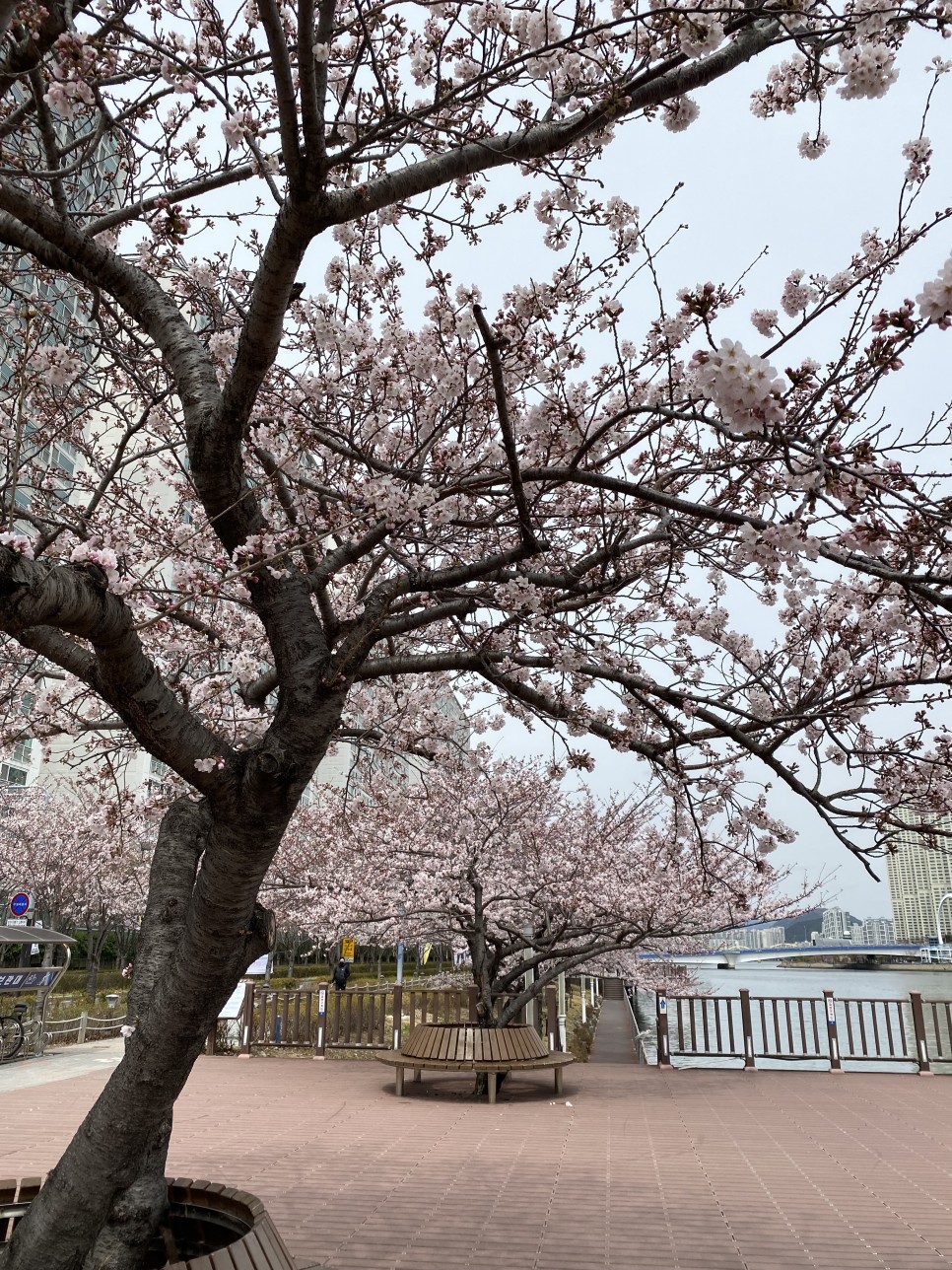 부산 벚꽃시즌 봄 꽃구경하기 좋은 장소들