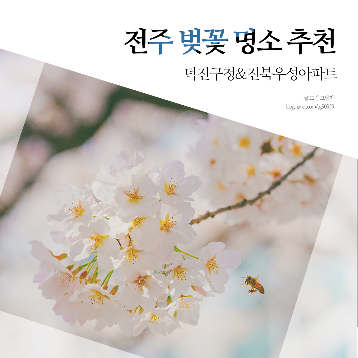 전주 벛꽃 명소 추천  : 덕진구청 & 진북 우성아파트(실시간)