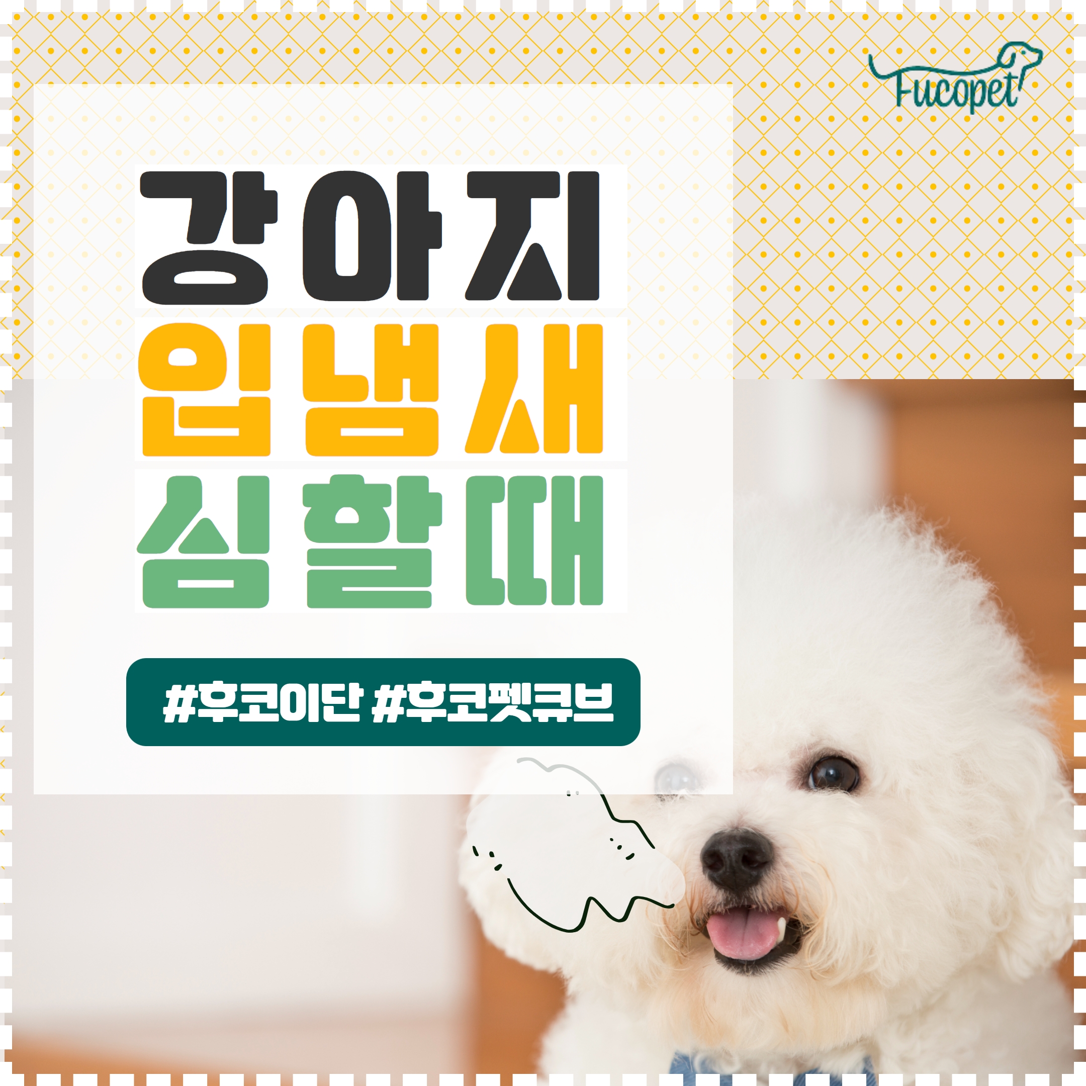  강아지에게 입냄새 날 때 #후코이단 #후코펫큐브