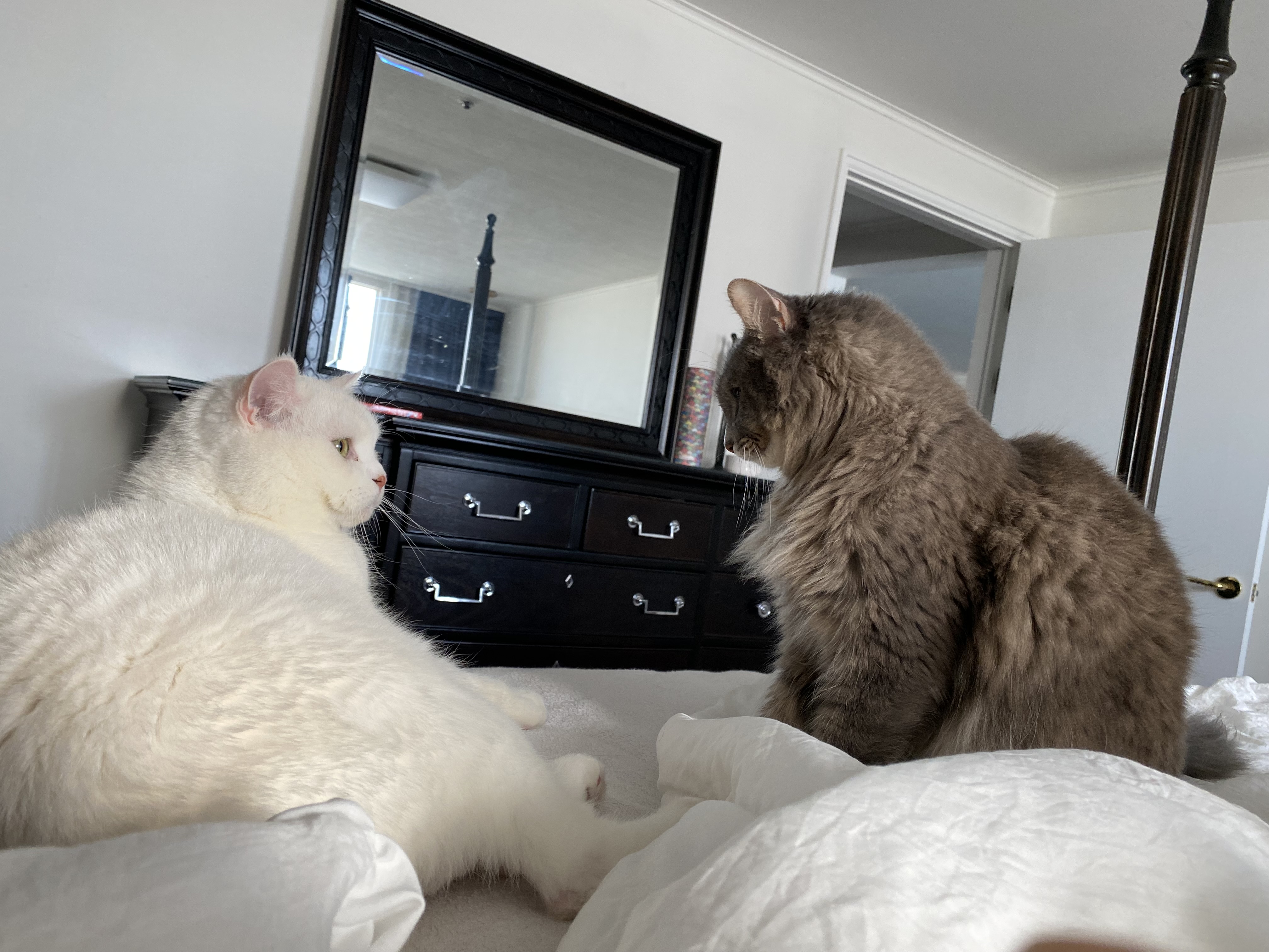  고양이 영양제