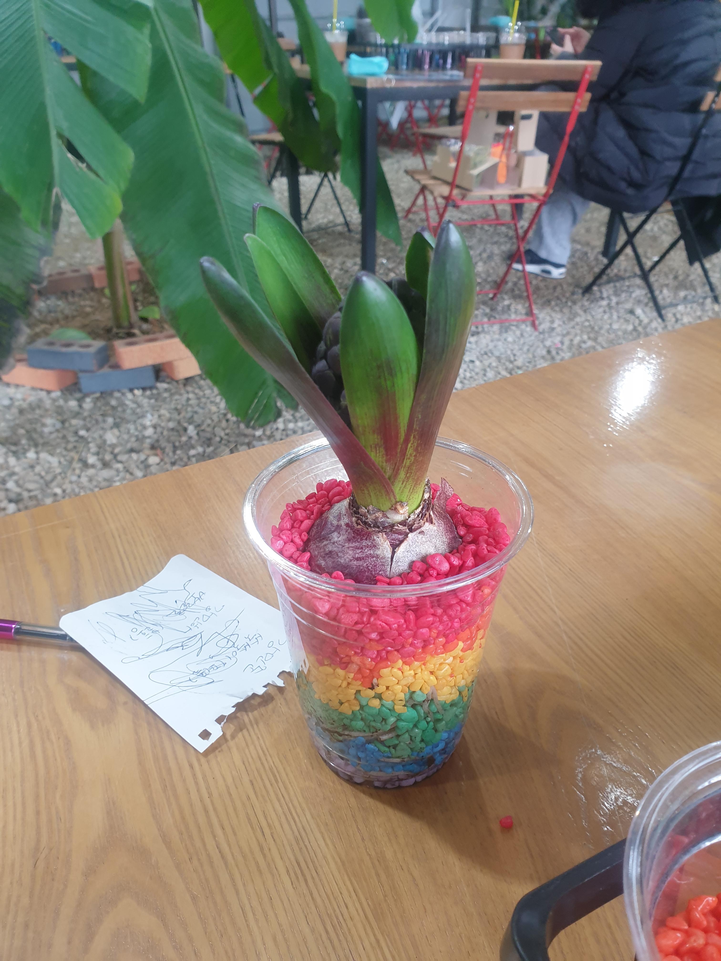  히아신스