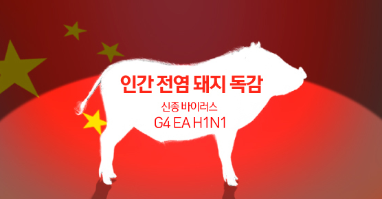  이번엔 사람에게 전염되는 중국발 신종 돼지독감 바이러스 발견,돼지독감 관련주 '체시스,이글벳,우진비앤지' 등 급등