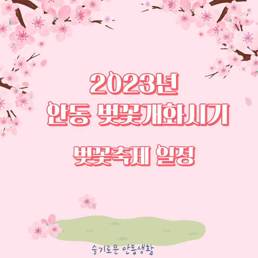 2023년 안동 벚꽃 개화시기