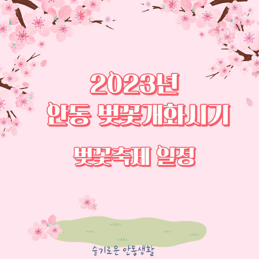  2023년 안동 벚꽃 개화시기