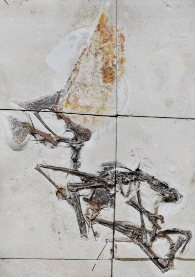 머리 4분의 3이 벼슬, 기묘한 익룡의 거의 완전한 화석을 발견1억 1000만년 전에 공룡들과 공존, 브라질의 밀수 현장에서 압수