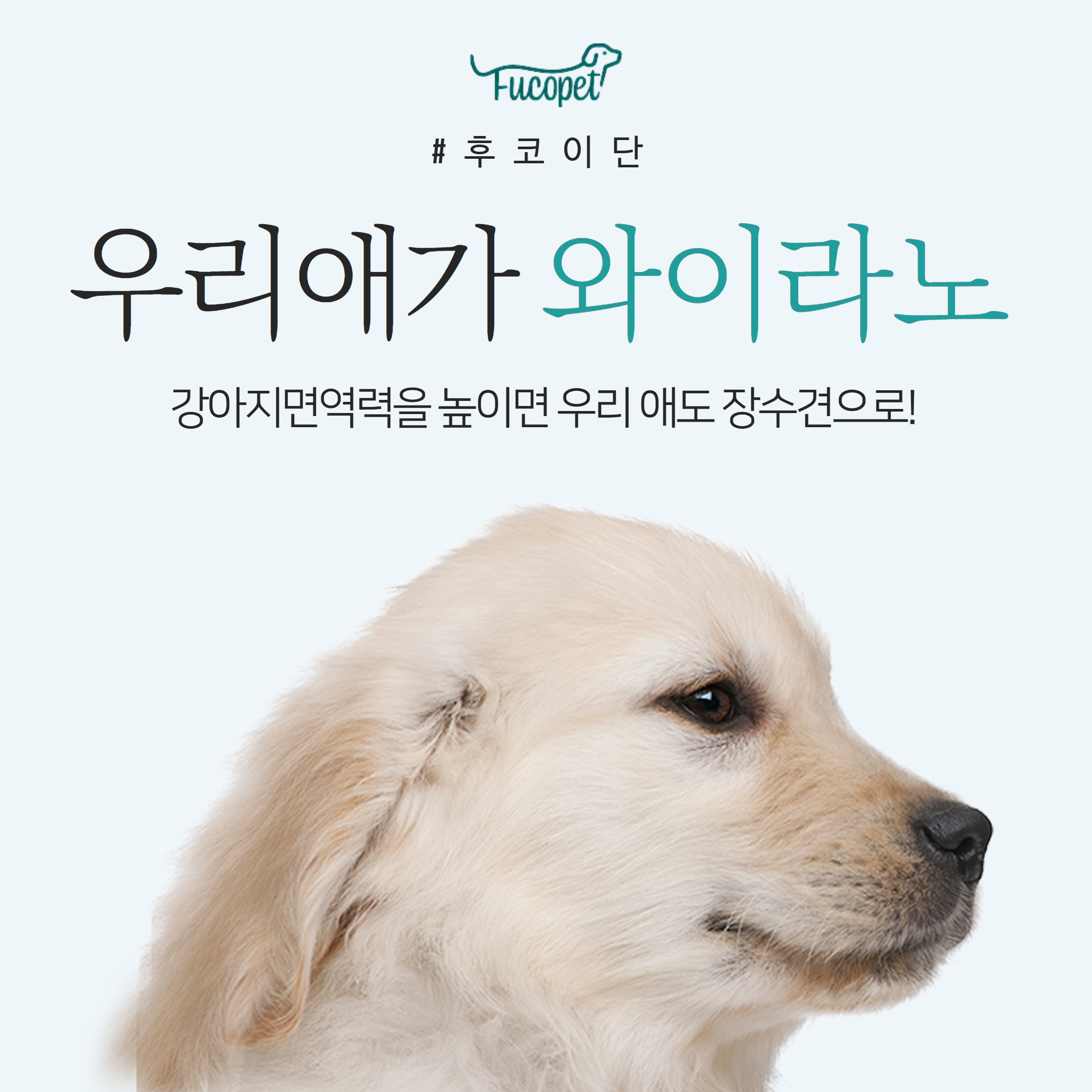  강아지 면역력 높이는 방법, 우리애도 장수견으로