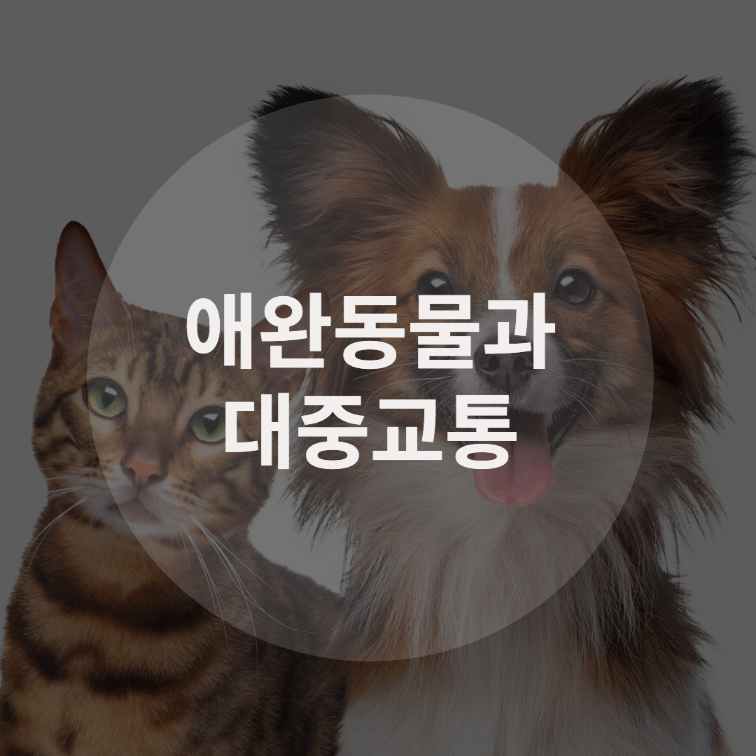  애완동물과 대중교통 이용하기, 탑승규정 총정리