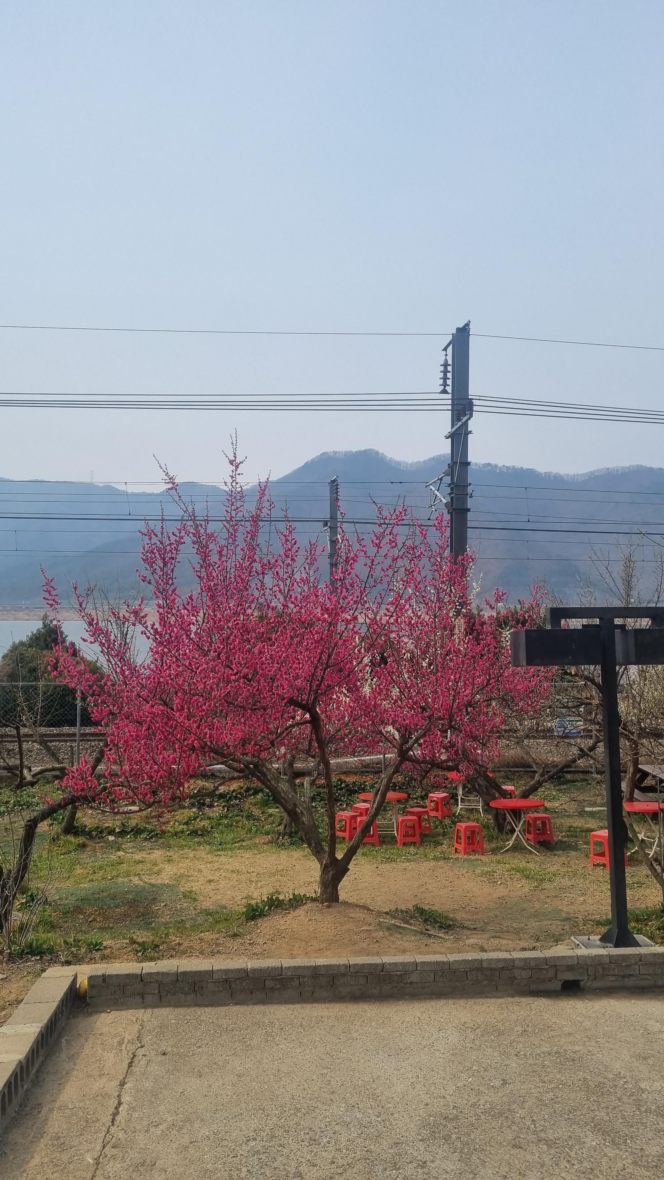  양산 원동 매화축제 정보 순매원에 들어서는 기차와 함께해요!