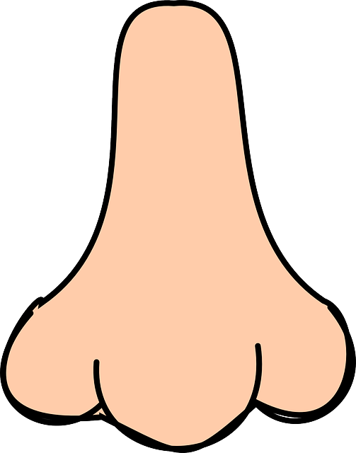  인상을 코로 알아보는 9가지 포인트