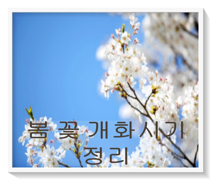  벚꽃개화부터 진달래까지, 올해의 봄꽃 개화시기 정리!