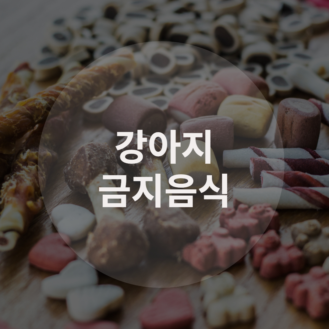  강아지가 절대 먹으면 안되는 강아지 금지 음식