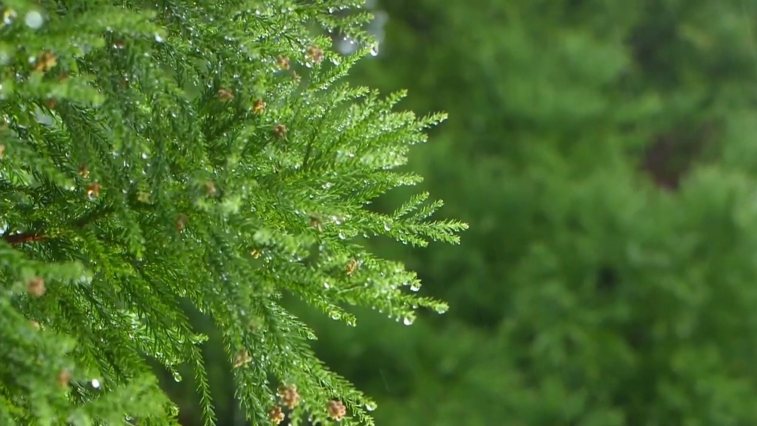  [ASMR] Listen to the relaxing sound of the rain, hear the birds chirping | rainy