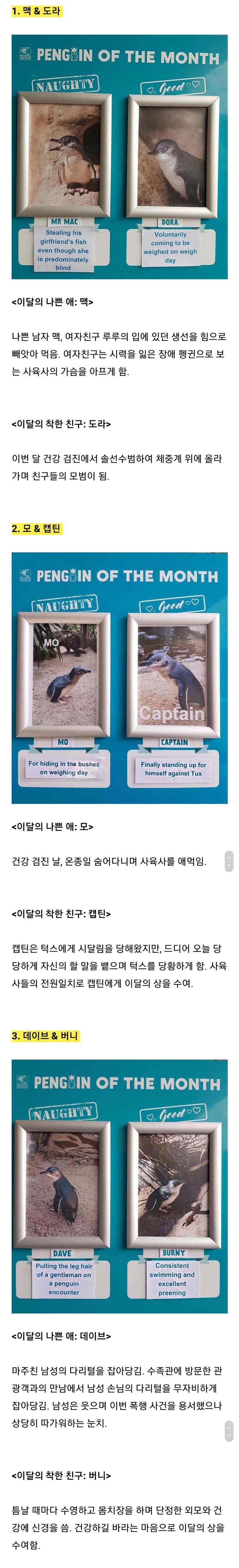  호주 어느 아쿠아리움에서 볼 수 있는 이달의 나쁜 펭귄 착한 펭귄
