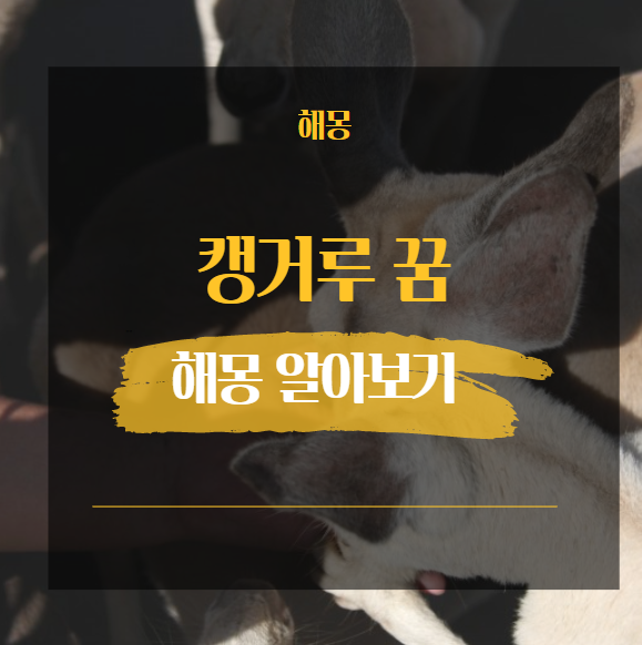  캥거루 꿈 해몽 해석 모음 20가지 모음
