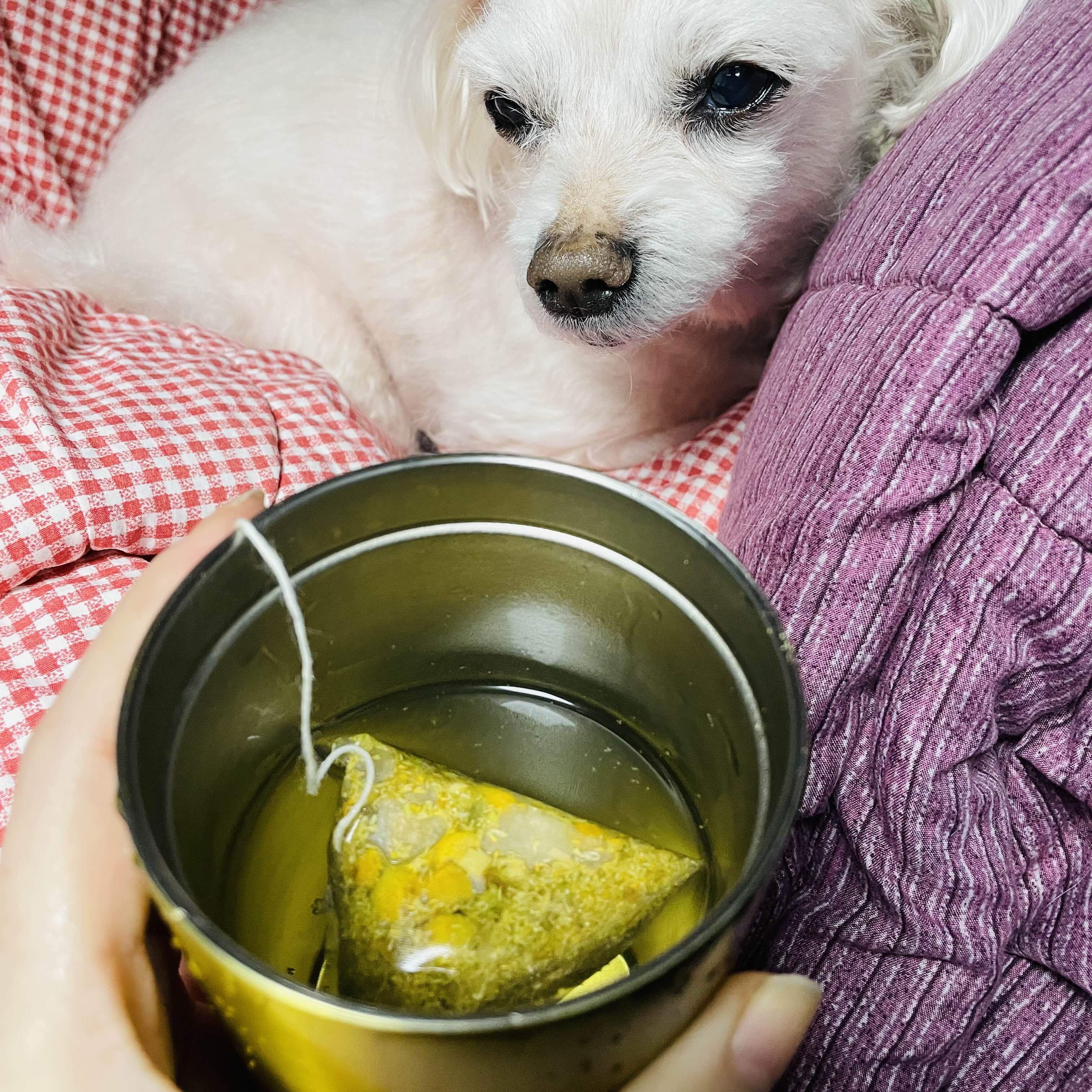  곰곰 이집트산 캐모마일 효능 정신 안정에 좋은 차