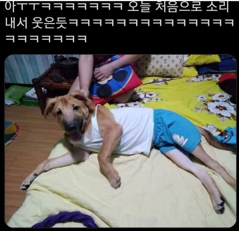 아빠가 우리 집 개한테 내 옷을 입혔다