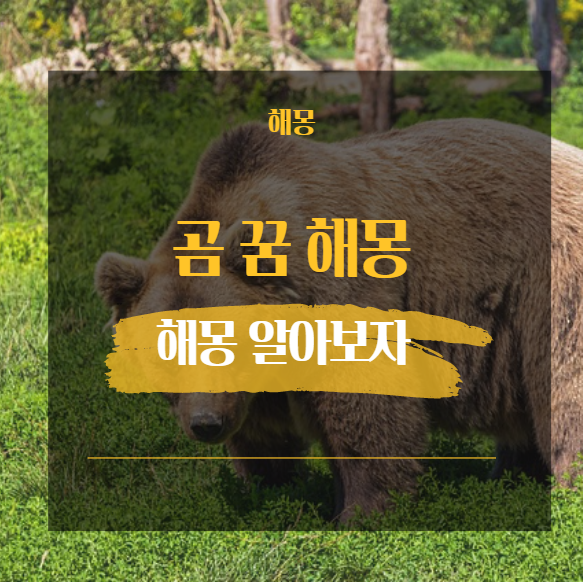  곰 꿈 해몽 23가지 모음