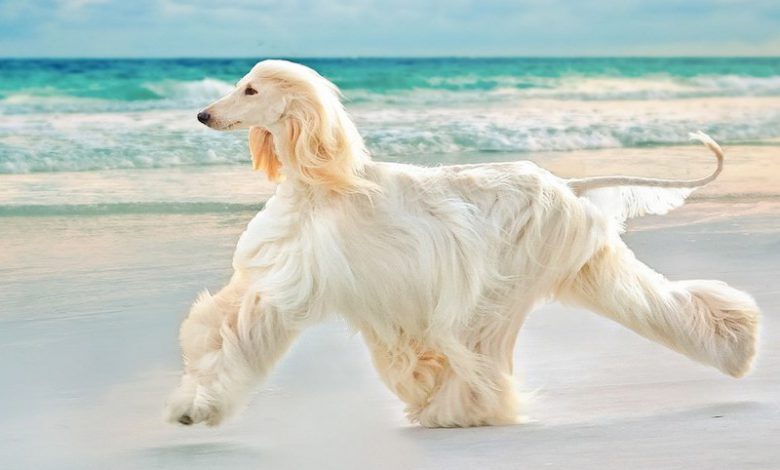  아프간 하운드(Afghan Hound) 장점 및 단점 역사