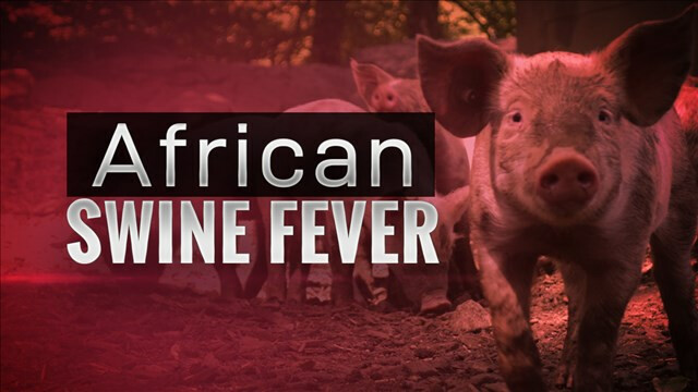 아프리카 돼지 열병은 도대체 무엇일까?