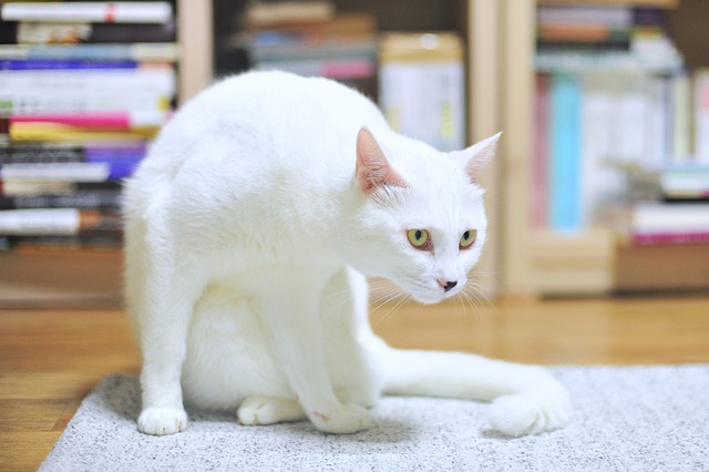 흰 고양이에게는 어떤 징크스가 있을까?