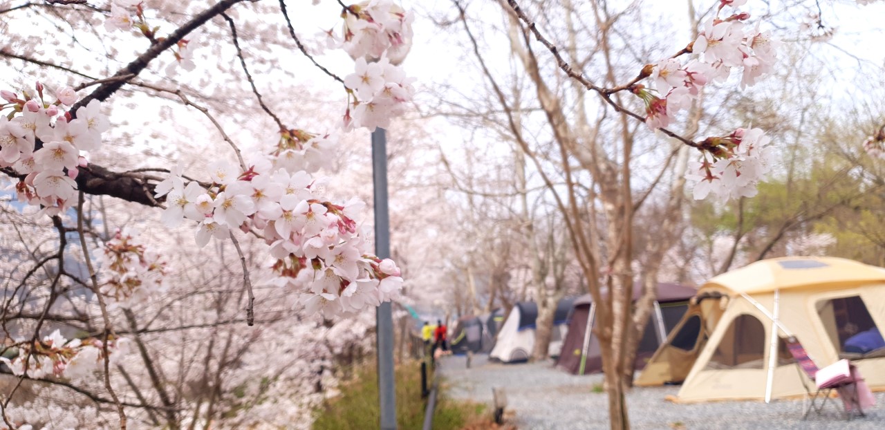 벚꽃구경과 캠핑을 동시에~