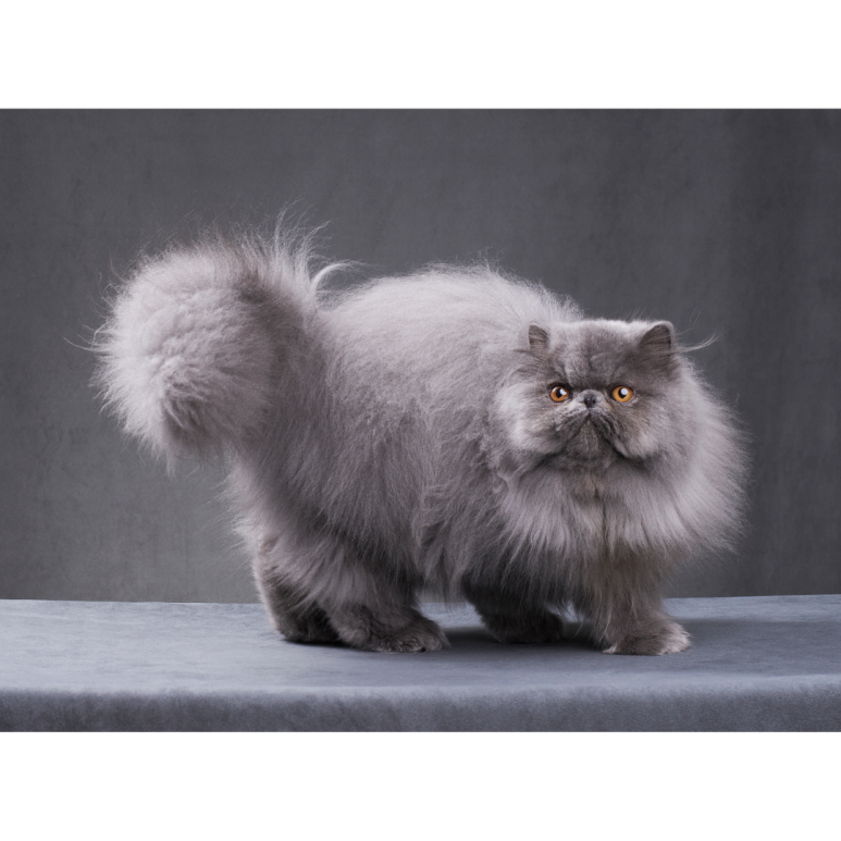 페르시안 고양이(Persian cats)