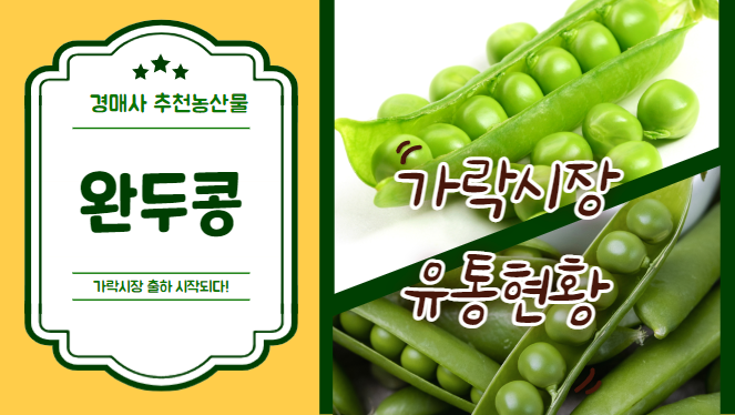  출하 시작된 가락시장의 완두콩 유통현황을 알려드릴께요~