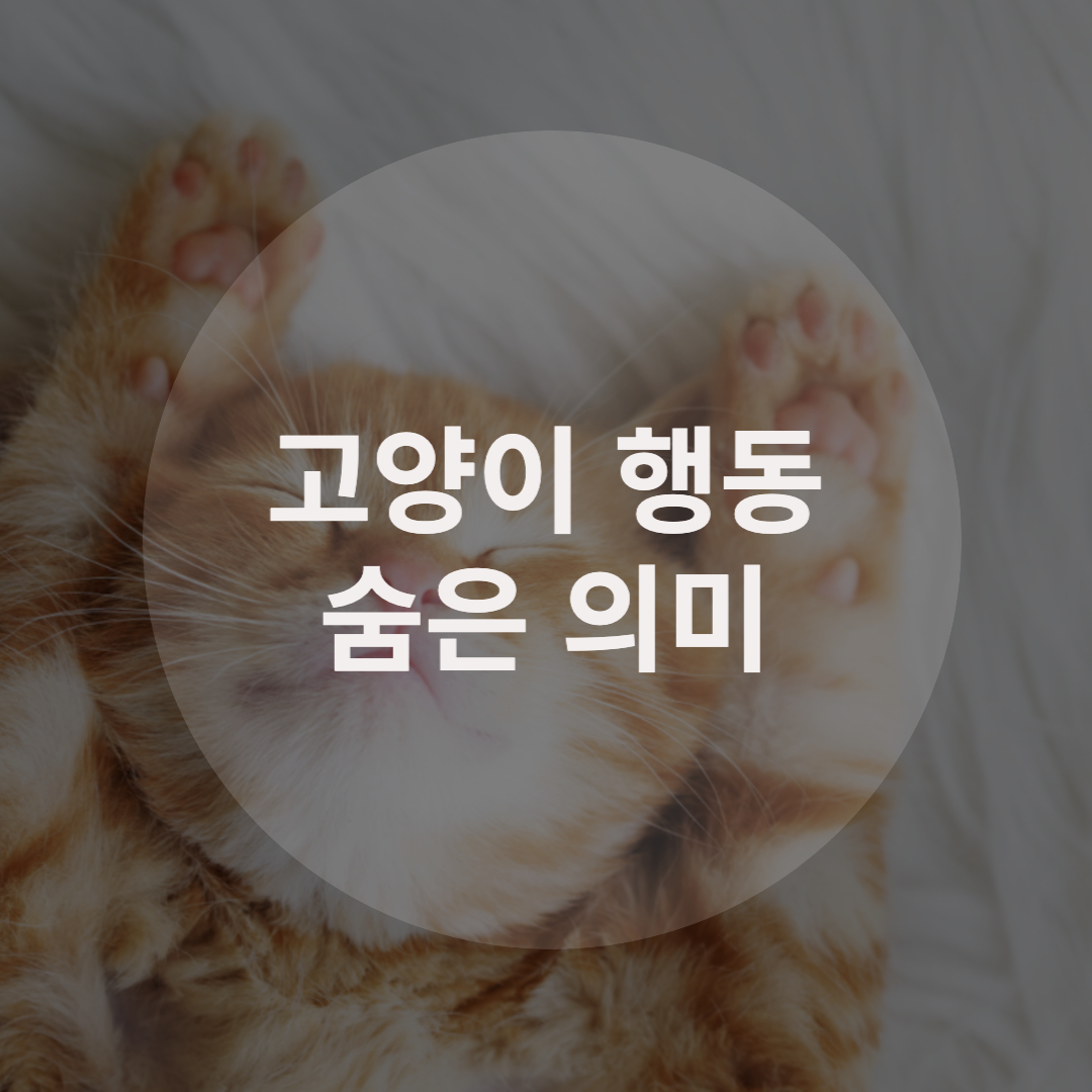  알 수 없는 고양이 행동! 숨은 의미는?