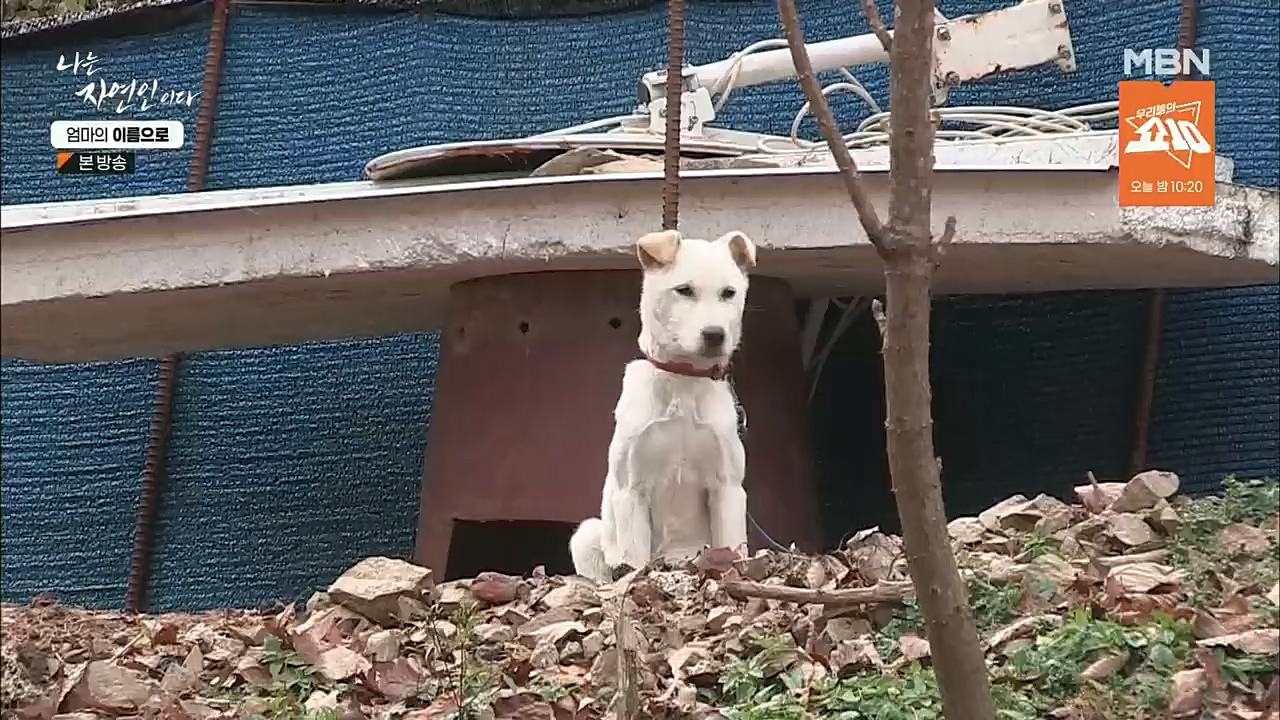 나는 자연인이다.E531.221208p.H264-F1RST.mp4_20221208_204234.624.jpg