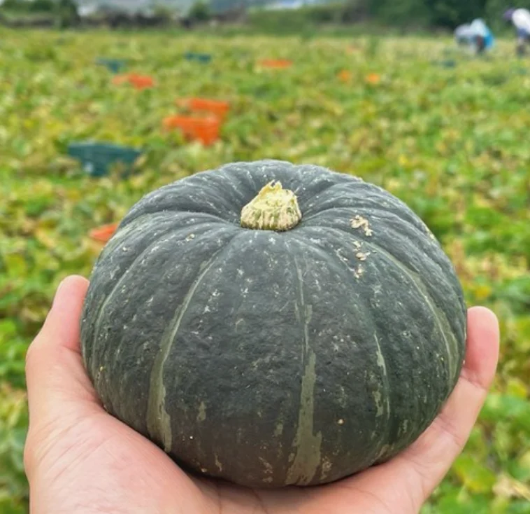 양구 단호박