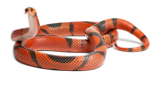 나오는 꿈은 어떤 꿈일까요? 뱀 꿈의 해몽, 뱀. 나오는 꿈은 어떤 꿈일까요? 뱀 꿈의 해몽, 뱀.