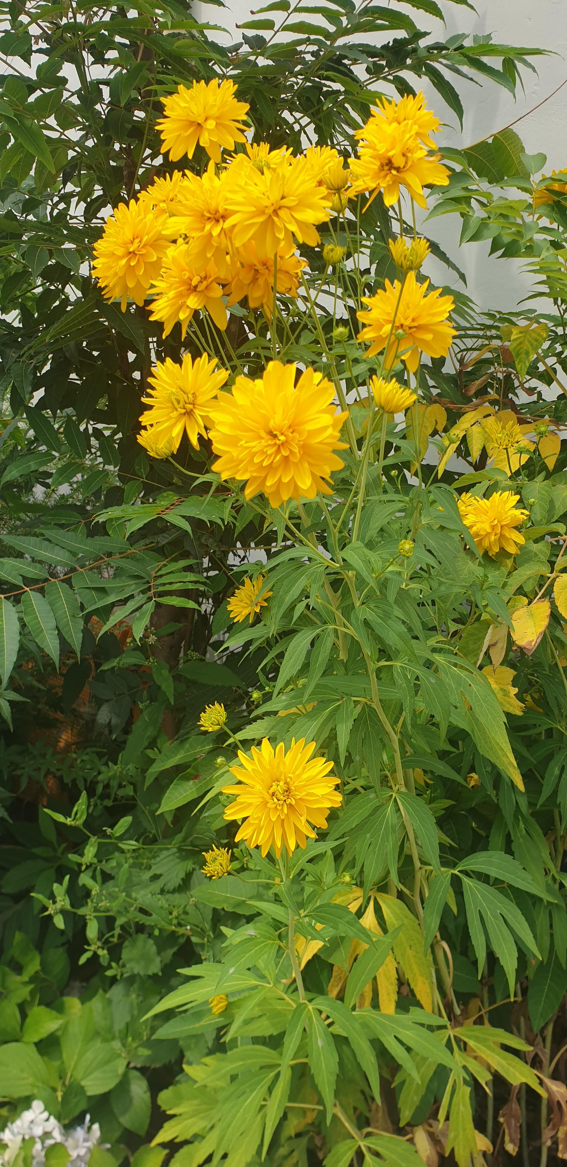  죽단화 겹황매화 전설 꽃말 기타 상식